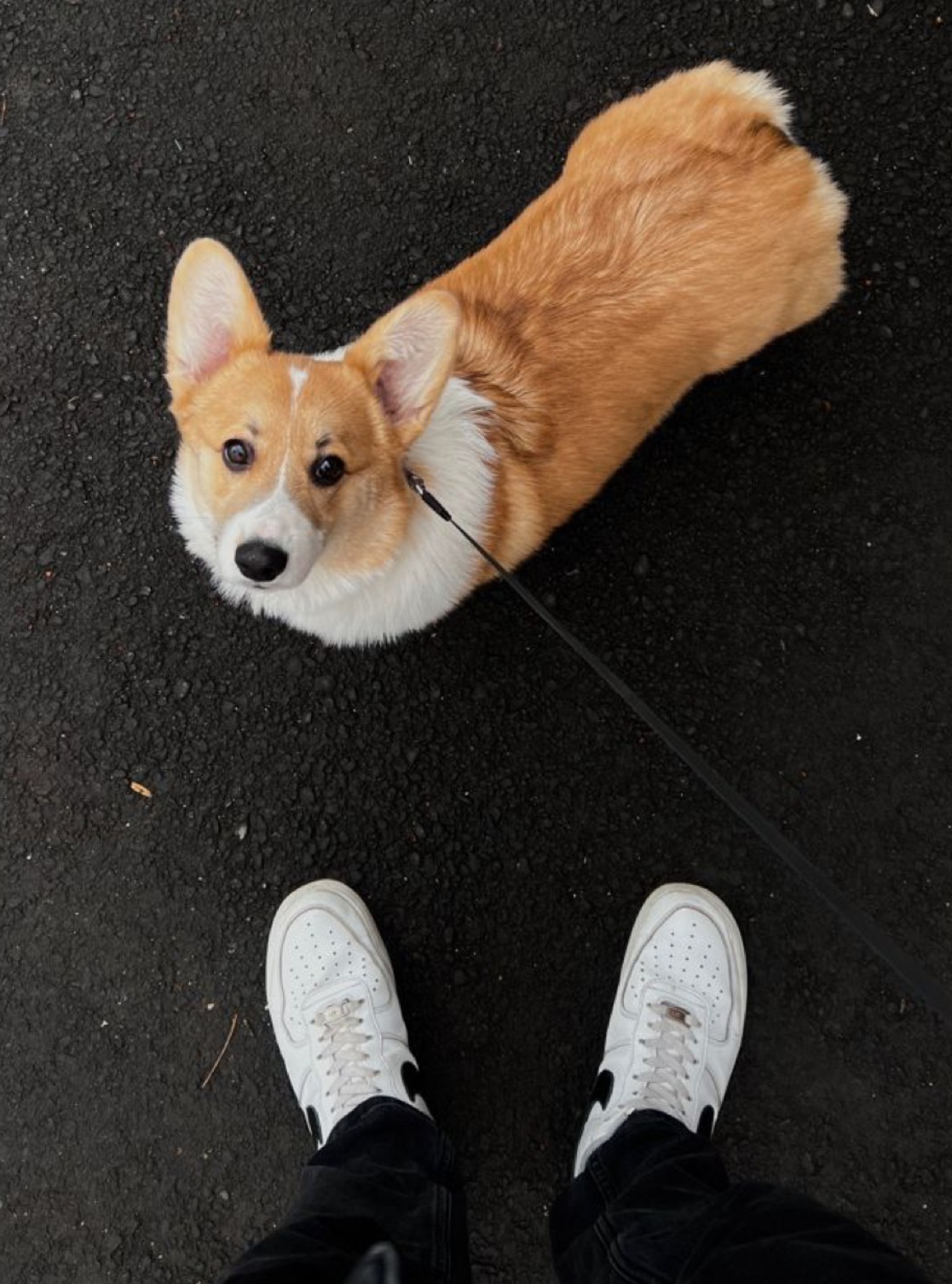 corgi sprievodca plemenom